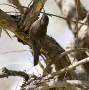 Cormobates leucophaea at Hawker, ACT - 16 Apr 2017 11:10 AM