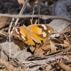 Heteronympha merope (Common Brown Butterfly) at Hawker, ACT - 16 Apr 2017 by AlisonMilton