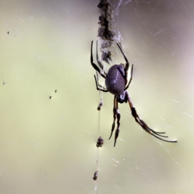 Trichonephila edulis (Golden orb weaver) at Hawker, ACT - 16 Apr 2017 by AlisonMilton