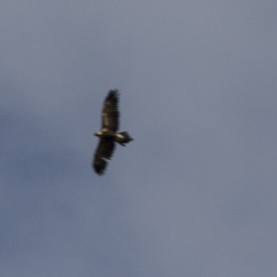 Aquila audax (Wedge-tailed Eagle) at The Pinnacle - 16 Apr 2017 by Alison Milton