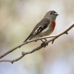 Petroica boodang (Scarlet Robin) at Hawker, ACT - 16 Apr 2017 by AlisonMilton