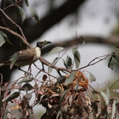 Philemon corniculatus (Noisy Friarbird) at Hawker, ACT - 8 Nov 2015 by AlisonMilton