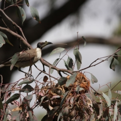 Philemon corniculatus (Noisy Friarbird) at Hawker, ACT - 7 Nov 2015 by AlisonMilton