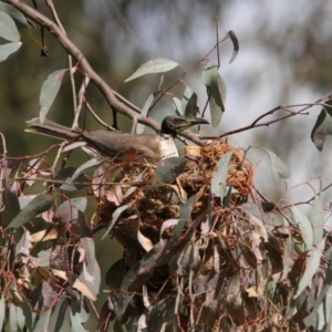 Philemon corniculatus at Hawker, ACT - 8 Nov 2015 10:24 AM