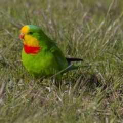 Polytelis swainsonii (Superb Parrot) at The Pinnacle - 24 Sep 2016 by Alison Milton