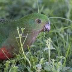 Alisterus scapularis (Australian King-Parrot) at Hawker, ACT - 24 Sep 2016 by Alison Milton
