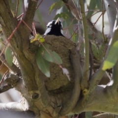 Grallina cyanoleuca (Magpie-lark) at Hawker, ACT - 24 Sep 2016 by AlisonMilton