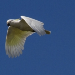 Cacatua galerita (Sulphur-crested Cockatoo) at The Pinnacle - 25 Sep 2016 by AlisonMilton