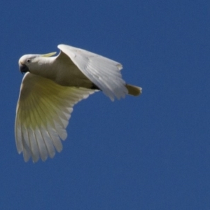 Cacatua galerita at Hawker, ACT - 25 Sep 2016 09:13 AM