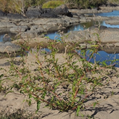 Persicaria lapathifolia (Pale Knotweed) at Paddys River, ACT - 7 Mar 2017 by MichaelBedingfield