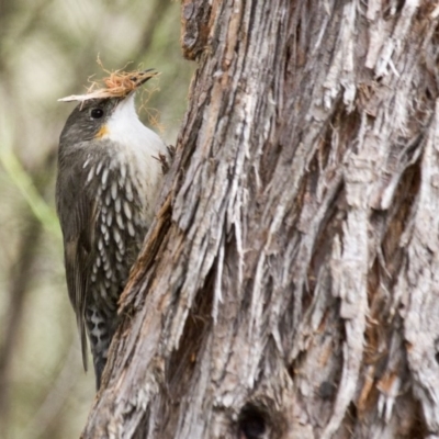 Cormobates leucophaea (White-throated Treecreeper) at Dunlop, ACT - 24 Sep 2016 by Alison Milton