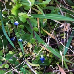 Veronica persica (Creeping Speedwell) at Hughes, ACT - 17 Jul 2017 by ruthkerruish