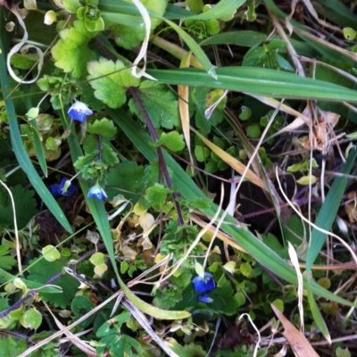 Veronica persica (Creeping Speedwell) at Hughes, ACT - 17 Jul 2017 by ruthkerruish