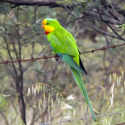 Polytelis swainsonii (Superb Parrot) at The Pinnacle - 18 Oct 2015 by AlisonMilton