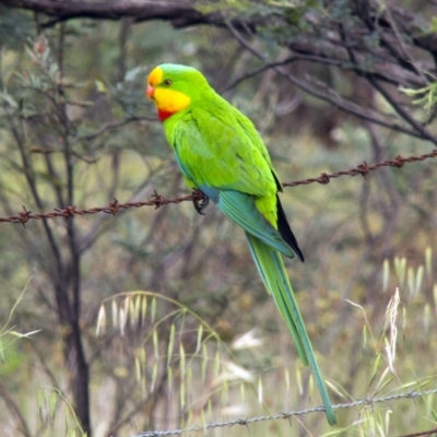 Polytelis swainsonii (Superb Parrot) at The Pinnacle - 17 Oct 2015 by Alison Milton