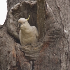 Cacatua galerita (Sulphur-crested Cockatoo) at Dunlop, ACT - 18 Oct 2015 by AlisonMilton