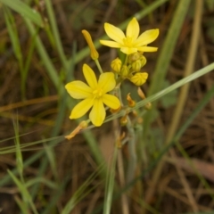 Tricoryne elatior (Yellow Rush Lily) at Hawker, ACT - 18 Oct 2015 by AlisonMilton