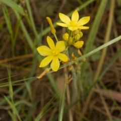 Tricoryne elatior (Yellow Rush Lily) at Hawker, ACT - 17 Oct 2015 by AlisonMilton
