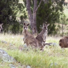 Macropus giganteus (Eastern Grey Kangaroo) at The Pinnacle - 17 Oct 2015 by AlisonMilton