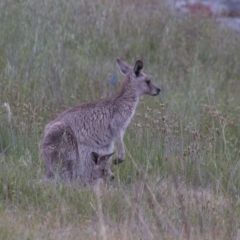 Macropus giganteus at Dunlop, ACT - 18 Oct 2015 10:20 AM