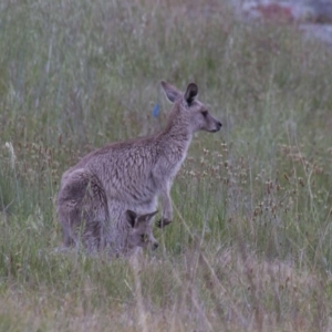 Macropus giganteus at Dunlop, ACT - 18 Oct 2015 10:20 AM