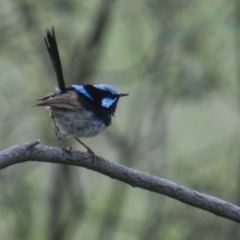 Malurus cyaneus (Superb Fairywren) at The Pinnacle - 18 Oct 2015 by AlisonMilton