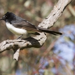 Rhipidura leucophrys (Willie Wagtail) at Hawker, ACT - 13 Sep 2015 by AlisonMilton