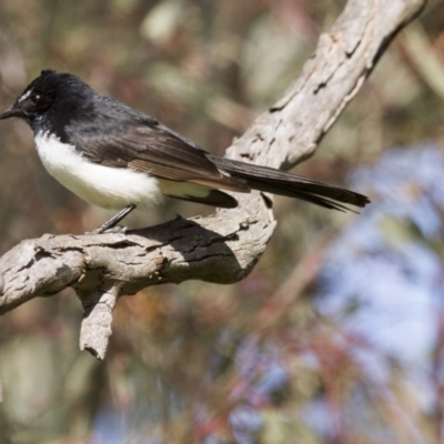 Rhipidura leucophrys (Willie Wagtail) at Hawker, ACT - 13 Sep 2015 by AlisonMilton