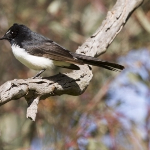 Rhipidura leucophrys at Hawker, ACT - 13 Sep 2015