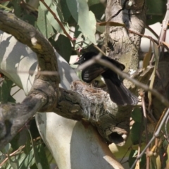 Rhipidura leucophrys at Hawker, ACT - 13 Sep 2015 10:20 AM