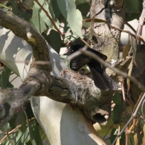 Rhipidura leucophrys at Hawker, ACT - 13 Sep 2015