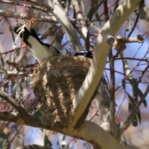 Grallina cyanoleuca at Hawker, ACT - 13 Sep 2015