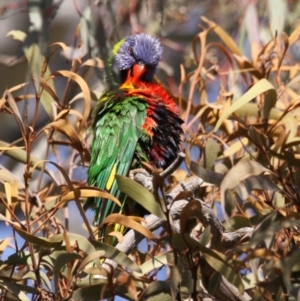 Trichoglossus moluccanus at Hawker, ACT - 13 Sep 2015