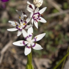 Wurmbea dioica subsp. dioica (Early Nancy) at The Pinnacle - 13 Sep 2015 by AlisonMilton