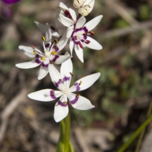 Wurmbea dioica subsp. dioica at Hawker, ACT - 13 Sep 2015