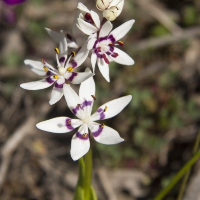 Wurmbea dioica subsp. dioica (Early Nancy) at The Pinnacle - 13 Sep 2015 by AlisonMilton