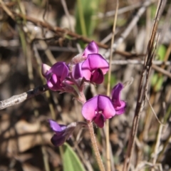 Swainsona sericea (Silky Swainson-Pea) at The Pinnacle - 13 Sep 2015 by AlisonMilton