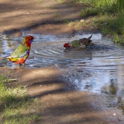 Platycercus elegans (Crimson Rosella) at Hawker, ACT - 16 Oct 2016 by AlisonMilton