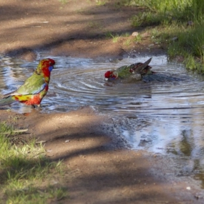 Platycercus elegans (Crimson Rosella) at Hawker, ACT - 15 Oct 2016 by Alison Milton