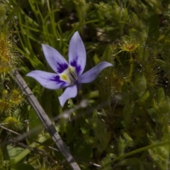 Isotoma fluviatilis subsp. australis (Swamp Isotome) at Dunlop, ACT - 15 Oct 2016 by AlisonMilton