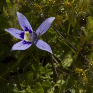 Isotoma fluviatilis subsp. australis at Dunlop, ACT - 16 Oct 2016