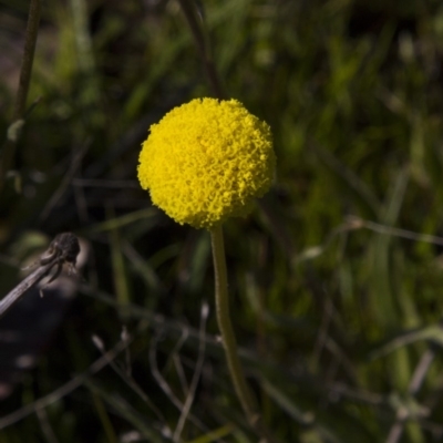 Craspedia variabilis (Common Billy Buttons) at The Pinnacle - 16 Oct 2016 by AlisonMilton