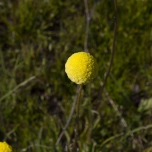 Craspedia variabilis at Dunlop, ACT - 16 Oct 2016