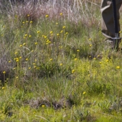 Craspedia variabilis at Dunlop, ACT - suppressed