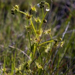 Drosera gunniana (Pale Sundew) at Dunlop, ACT - 15 Oct 2016 by AlisonMilton