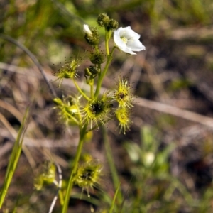 Drosera gunniana at Dunlop, ACT - 16 Oct 2016 09:13 AM