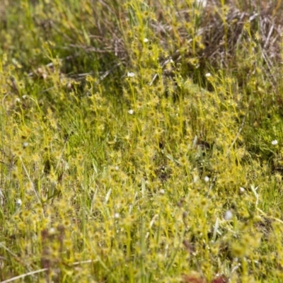 Drosera gunniana (Pale Sundew) at The Pinnacle - 16 Oct 2016 by AlisonMilton