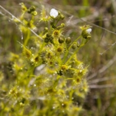 Drosera gunniana at Dunlop, ACT - 16 Oct 2016