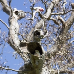 Cacatua galerita (Sulphur-crested Cockatoo) at The Pinnacle - 16 Oct 2016 by AlisonMilton