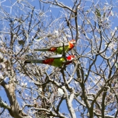 Platycercus eximius (Eastern Rosella) at Dunlop, ACT - 16 Oct 2016 by AlisonMilton